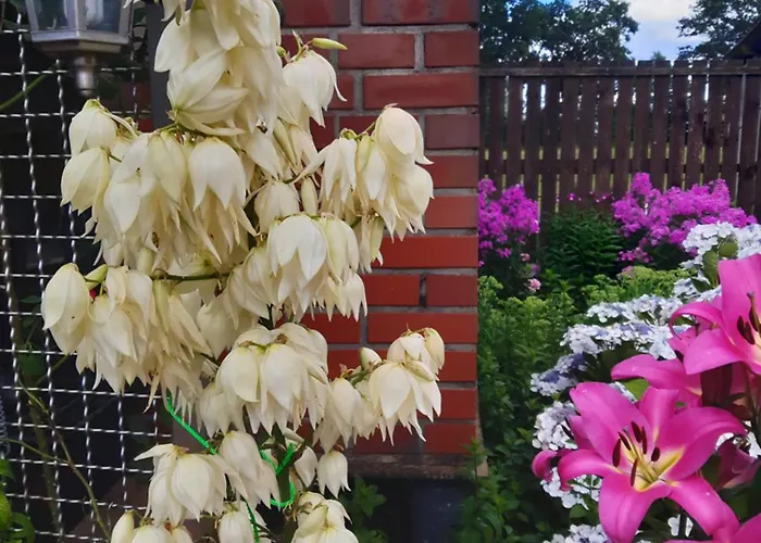 Jagoda In Der Lueneburger Heide Daire *