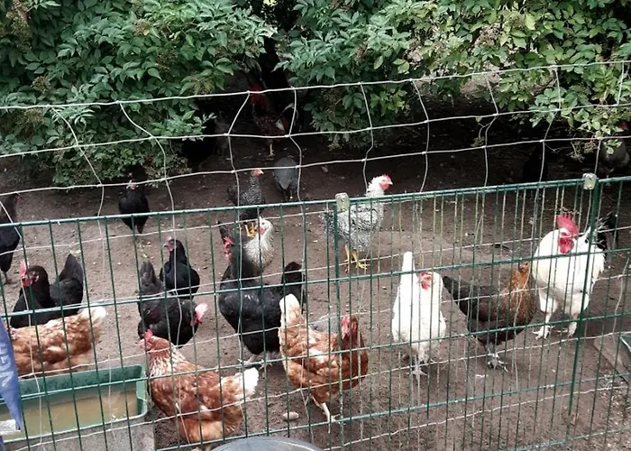 Jagoda In Der Lueneburger Heide Frankenfeld