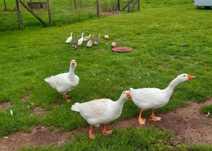 Jagoda In Der Lueneburger Heide
